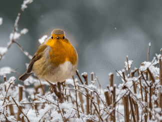 Image of a small bird in a snowy setting.