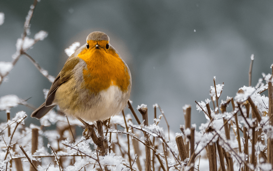 Image of a small bird in a snowy setting.